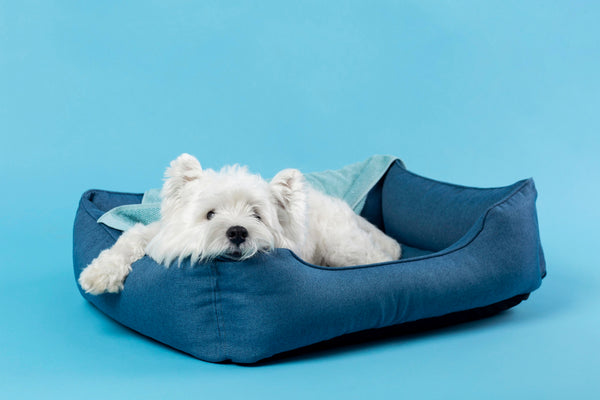 A Guide to Choosing the Right Dog Mattress for Your Pet in Australia