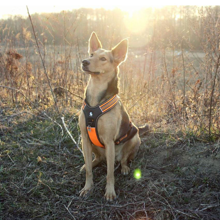 Reflective Heavy Duty Harness Orange