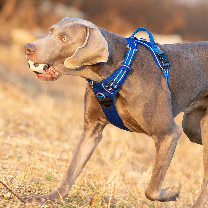 No Pull Harness Royal Blue