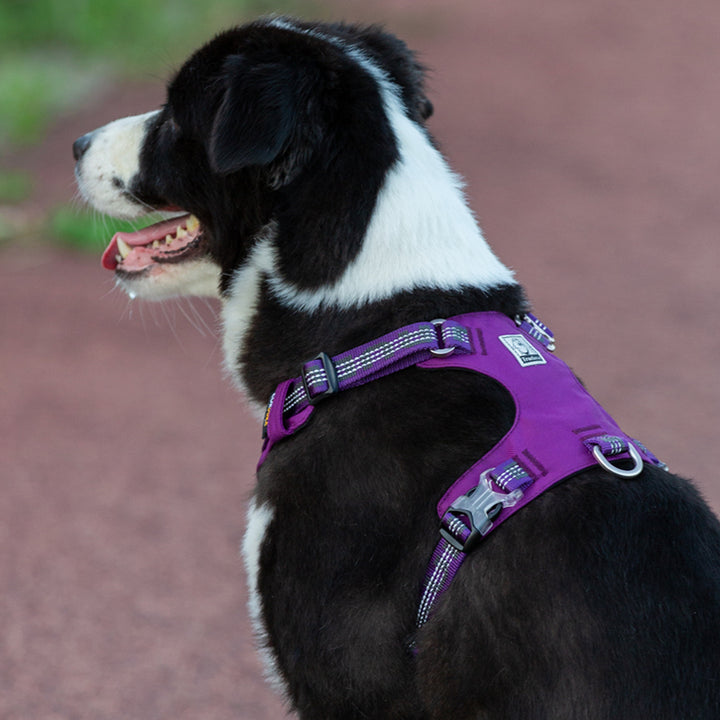 Lightweight 3M reflective Harness Purple