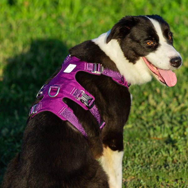 Whinhyepet Harness Purple