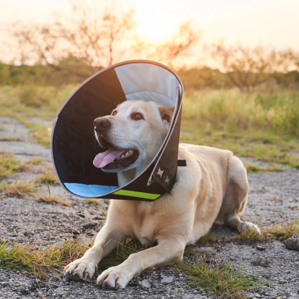 Calmer Collar - Adjustable Comfort for Your Pet